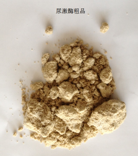 供應尿激酶粗品